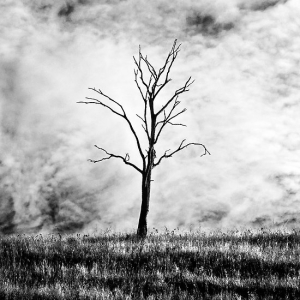 Solitude