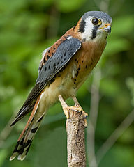 CRÉCERELLE
