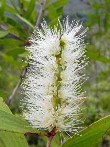 NIAOULI