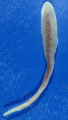 LINGUATULE