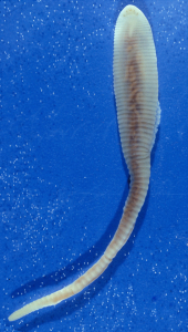LINGUATULE