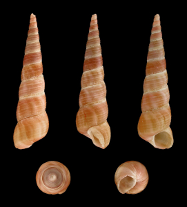 TURRITELLE