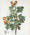 AZEROLIER