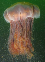 CYANEA