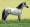 Image Equidae