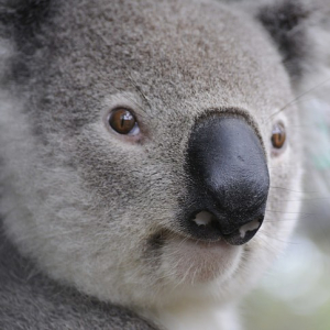 KOALA