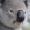 Image Marsupialia