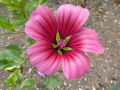 MALOPE