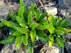 CÉTÉRACH