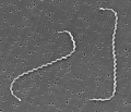 LEPTOSPIRE