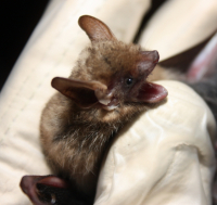 PIPISTRELLE