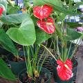 ANTHURIUM