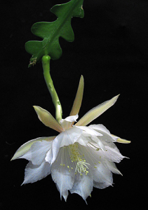ÉPIPHYLLUM