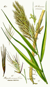 ROSEAU