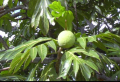 ARTOCARPUS