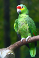 AMAZONE