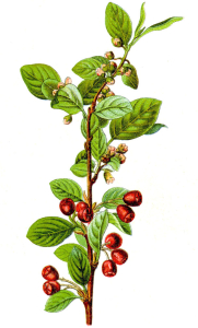 COTONÉASTER