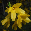 FORSYTHIA