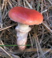 GOMPHIDE