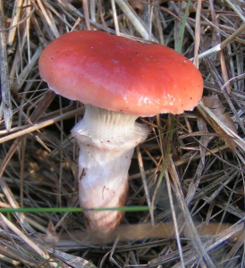 GOMPHIDE