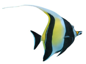 ZANCLE