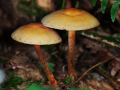 HYPHOLOME