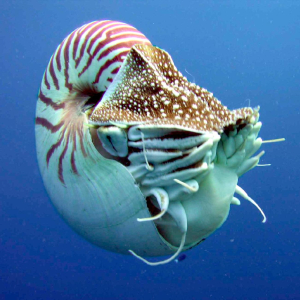 NAUTILE