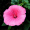 Image Malvales