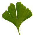 GINKGO