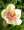 Image Magnoliales