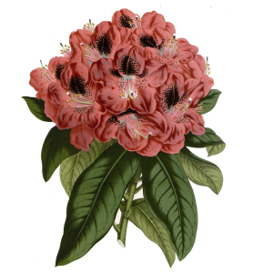 RHODODENDRON