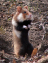 Image hamster