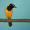 Image Passeriformes