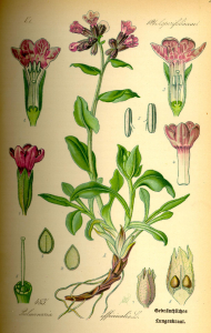 PULMONAIRE