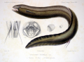 LÉPIDOSIRÈNE