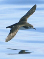 PUFFIN