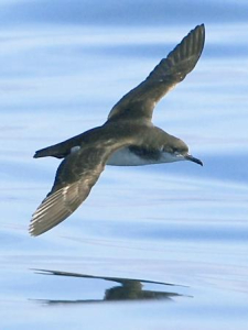 PUFFIN