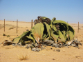 WELWITSCHIA