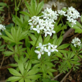 ASPÉRULE