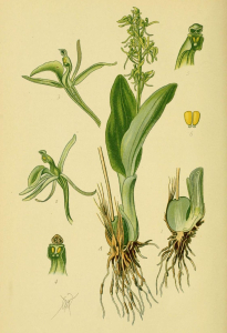 LIPARIS