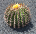 ÉCHINOCACTUS