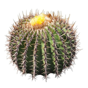ÉCHINOCACTUS