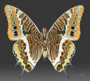 NYMPHALE
