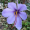 Image Iridaceae