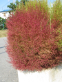 KOCHIA