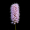Image Polygonaceae