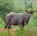 NYALA