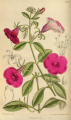 PÉTUNIA