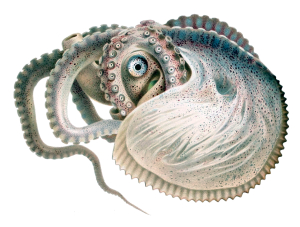 ARGONAUTE
