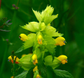 RHINANTHE